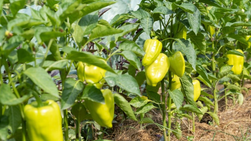 Važnije bolesti paprike