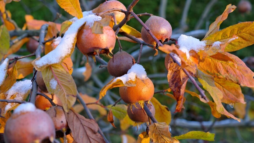 Mušmula dobro podnosi hladnoću, poslije smrzavanja još ukusnija: Zašto je konzumirati?