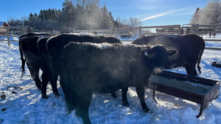 Goveda kao "žive sejalice": Mali trik, minimalni trošak, ali veliki učinak