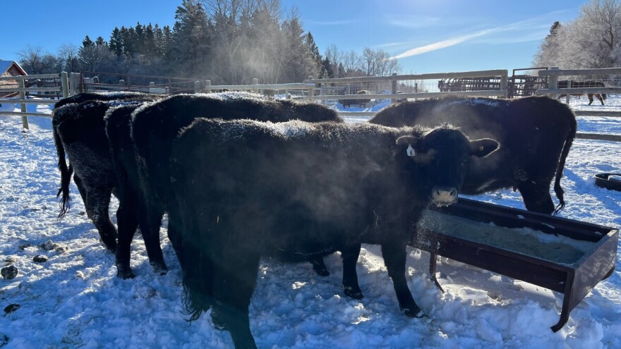 Goveda kao "žive sijačice": Mali trik, minimalni trošak, ali veliki učinak