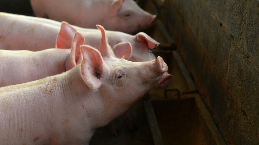 Cene stoke pred praznike: Jagnjad do 600 din/kg, prasići do 400 din/kg