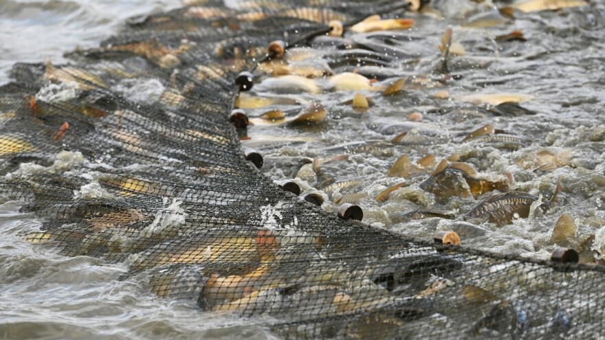 Čuveni ečanski šaran ponovo na trpezama