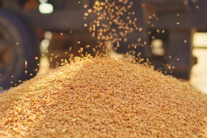 Bez trgovanja pšenicom na berzi, cena kukuruza 19,21 din/kg bez PDV-a