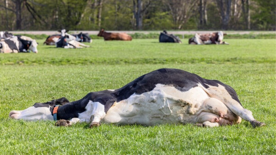 Antraks potvrđen u Bosni i Hercegovini, uginulo 10 goveda