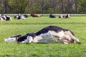 Grom ubio 27 krava, farmericu spasile - gumene čizme