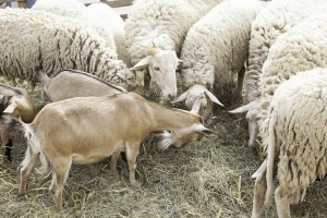 Usmrćeno oko 2.500 životinja zbog kuge malih preživara