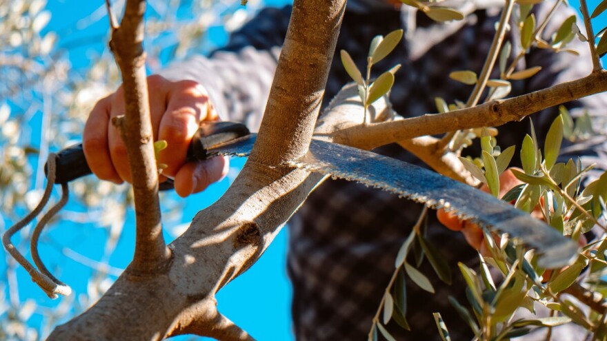 Prijavite se: FAZ najavio praktičnu obuku o rezidbi masline