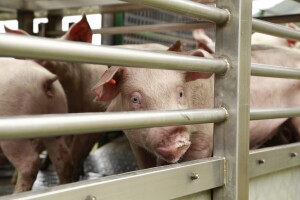 Ako ste dobili potporu za repopulaciju, dužni ste dostaviti dokaze o dopremi svinja