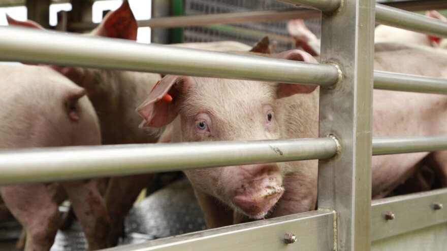 Ako ste dobili potporu za repopulaciju, dužni ste dostaviti dokaze o dopremi svinja