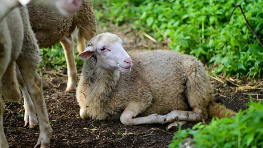 Širi se virus plavog jezika u zemlji koja je vodeći evropski proizvođač ovaca i koza
