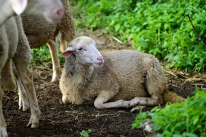 Širi se virus plavog jezika u zemlji koja je vodeći europski proizvođač ovaca i koza