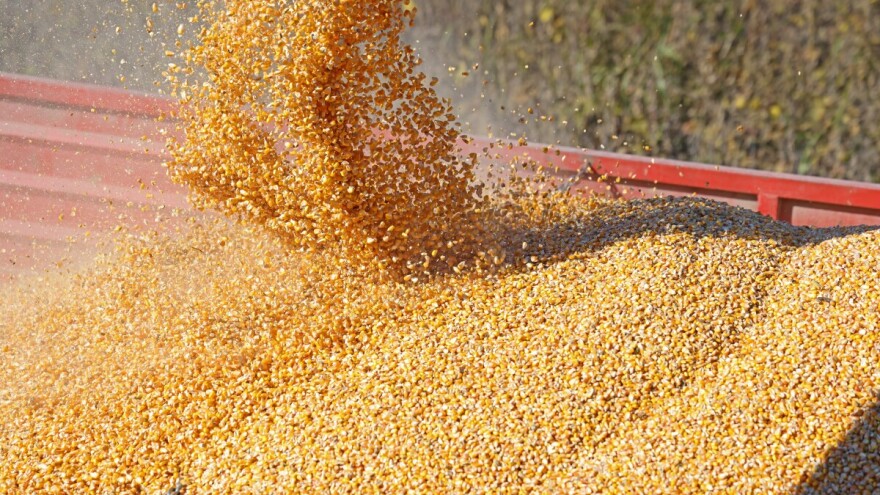 Zaključen prvi SPOT ugovor za novi rod kukuruza. A cena?