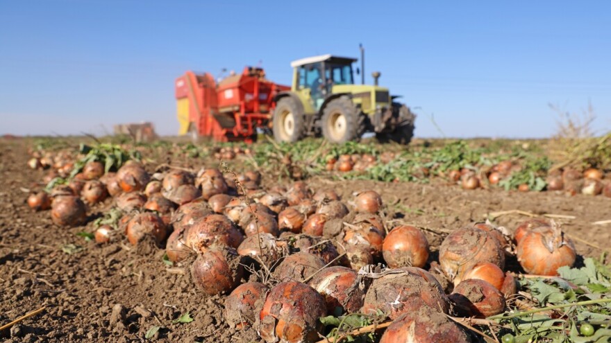 Vrijeme je za berbu i pravilno čuvanje crnog luka