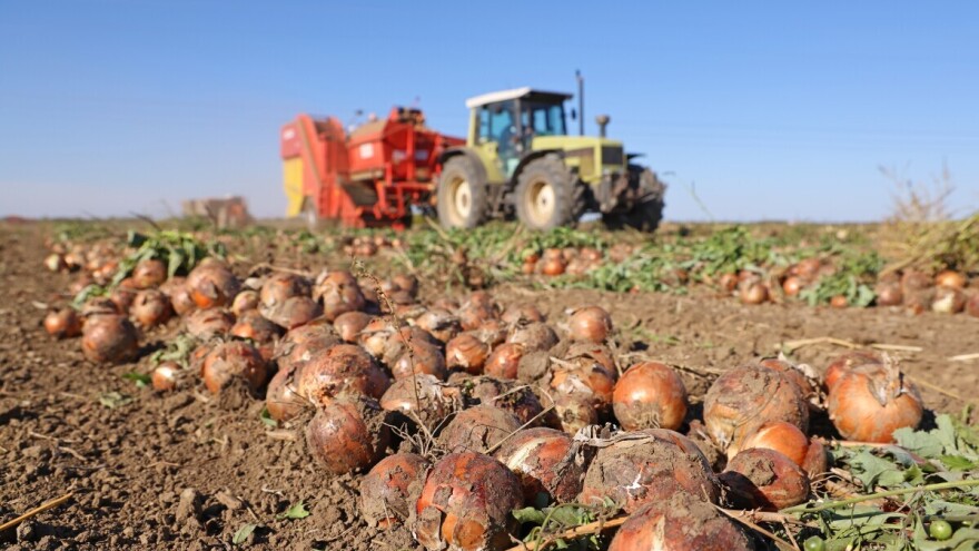 Vrijeme je za berbu i pravilno čuvanje crvenog luka