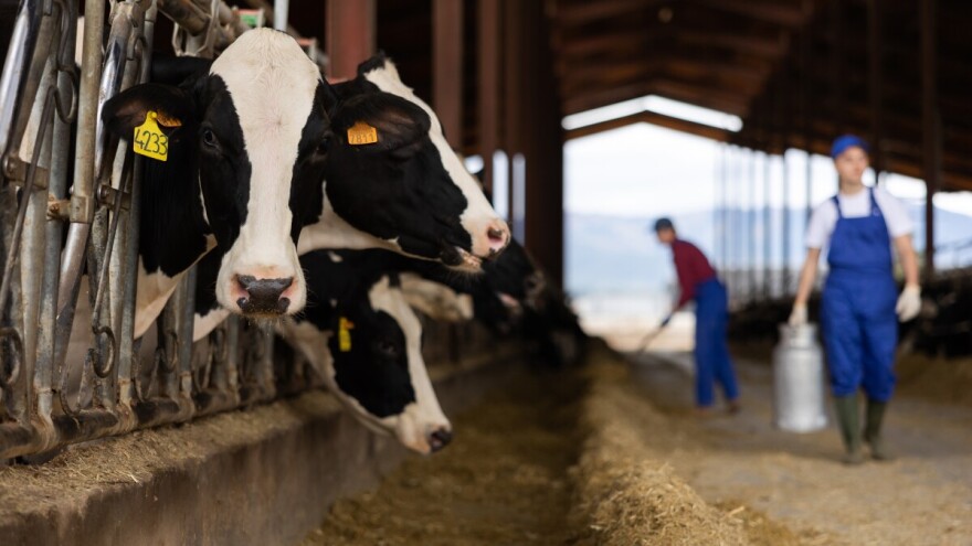 Proizvodnja mlijeka na obiteljskim poljoprivrednim gospodarstvima pala za 56.000 tona
