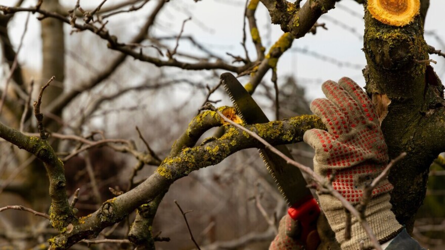 Pomlađivanje voćaka za veću rodnost. Kada i kako se provodi?