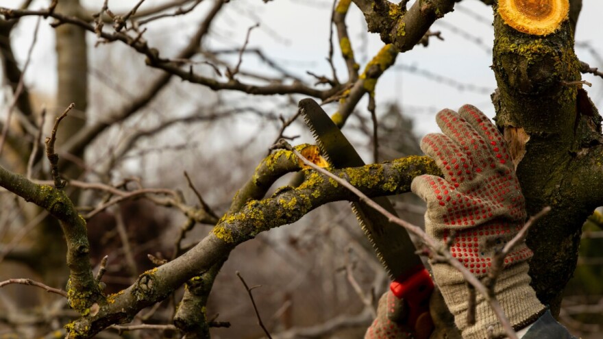 Podmlađivanje voćaka za veću rodnost. Kada i kako se sprovodi?