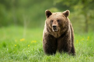 Medvjed usmrtio kravu na livadi kod Sanskog Mosta