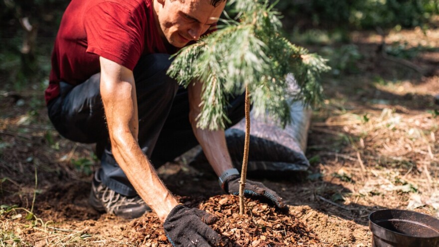 Raspisan Konkurs za dodelu sredstava za održivi razvoj i unapređenje šumarstva
