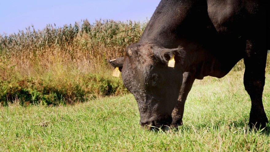 Prevaranti uzeli stočaru iz Odžaka 10 bikova, nikada platili nisu