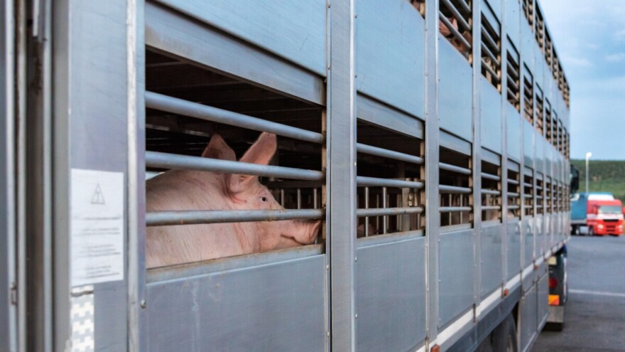 Ublažavanje zabrane uvoza životinja, ali i strože kontrole zbog rizika od slinavke i šapa