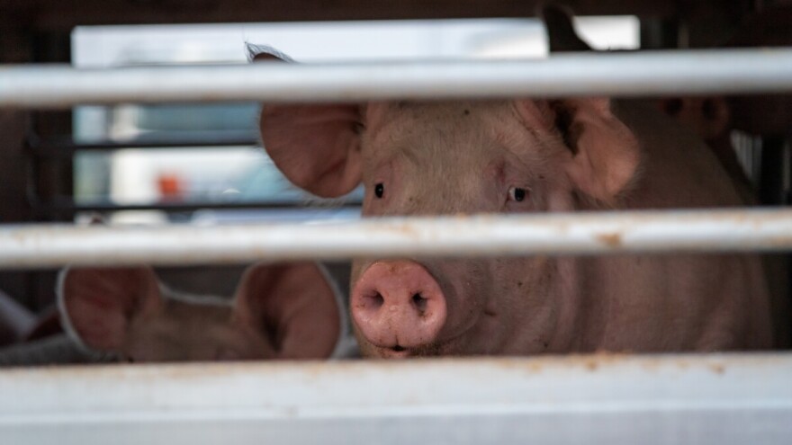 Afrička kuga svinja i u Bogojevu. Trenutno prisutna u tri okruga