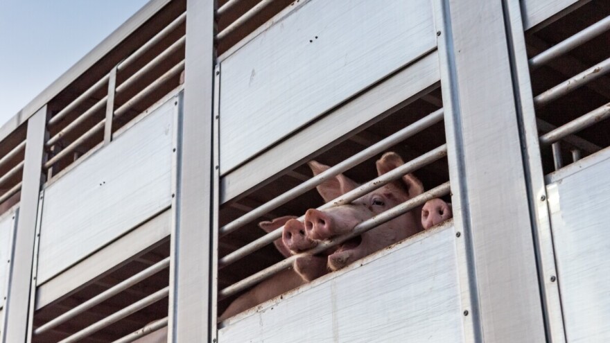 Prevrtanje kamiona na autoputu: Od 700 svinja čak 600 stradalo