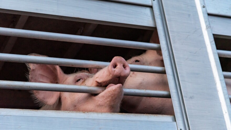 EU pojačava pravila za prijevoz životinja: Strože kontrole i nova ograničenja do kraja godine