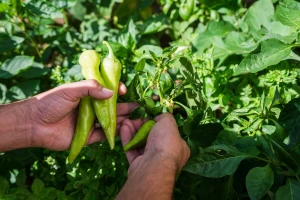 Posadila sam slatku, a berem ljutu papriku - šta se dogodilo?