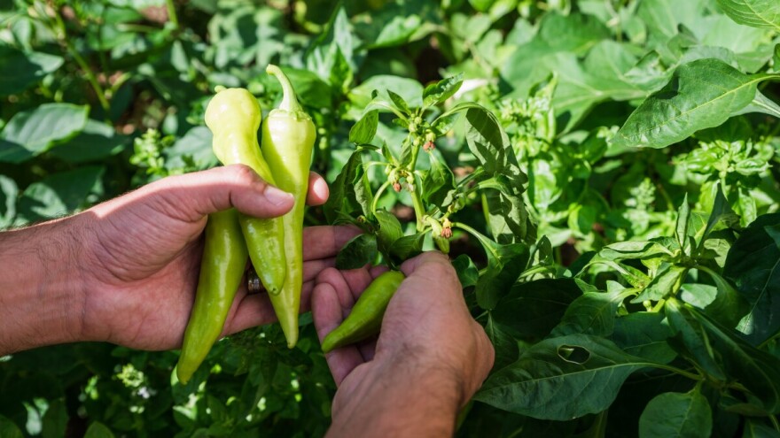 Posadila sam slatku, a berem ljutu papriku - što se dogodilo?