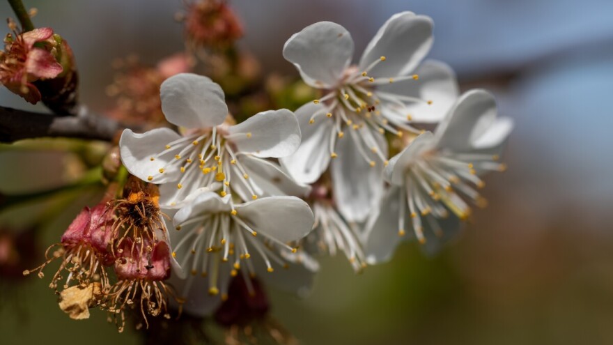 Tretirajte voćnjake: Vrijeme pogodovalo razvoju bolesti paleži cvijeta i sušenju izbojaka