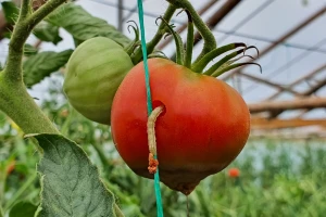 Gusjenica na paradajzu i paprici pričinjava nepopravljivu štetu, kako je suzbiti?