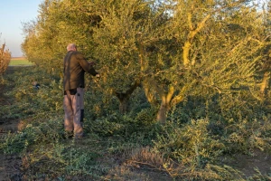 Ima posla i nakon berbe: Radovi u masliniku tokom novembra