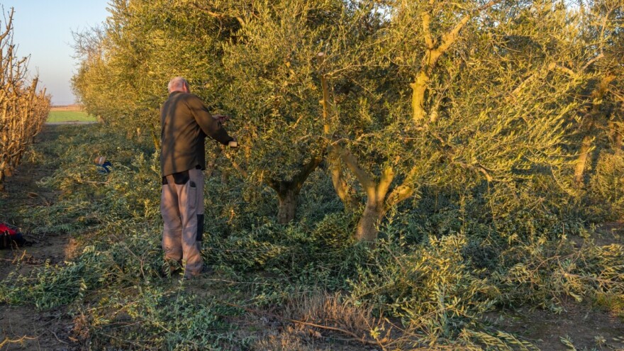 Ima posla i nakon berbe: Radovi u masliniku tokom novembra