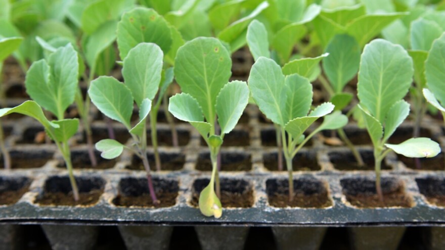 Proizvodnja kupusa iz kontejnera, pikirani ili rasad "golih žila"? Koji odabrati?