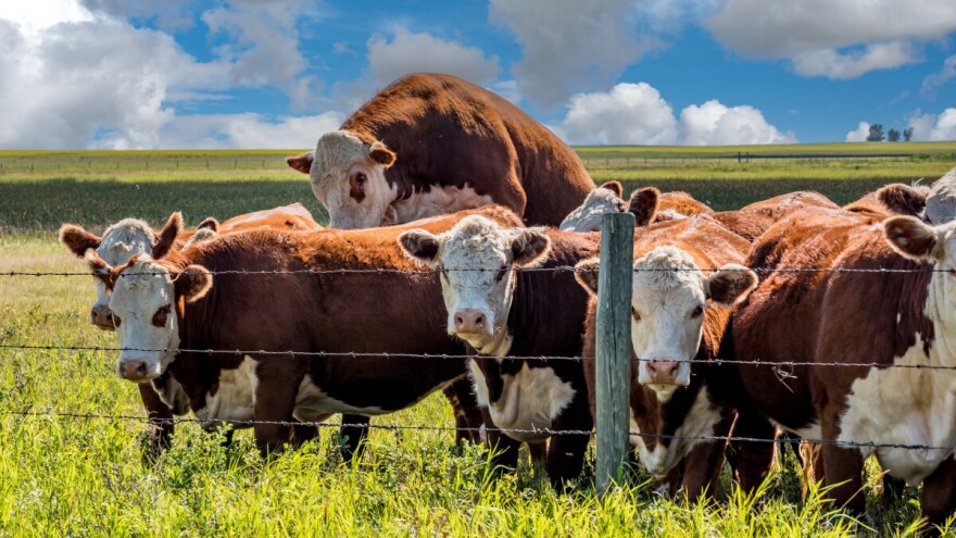 Gledaj kravu, biraj bika: Genetika u službi mliječnosti