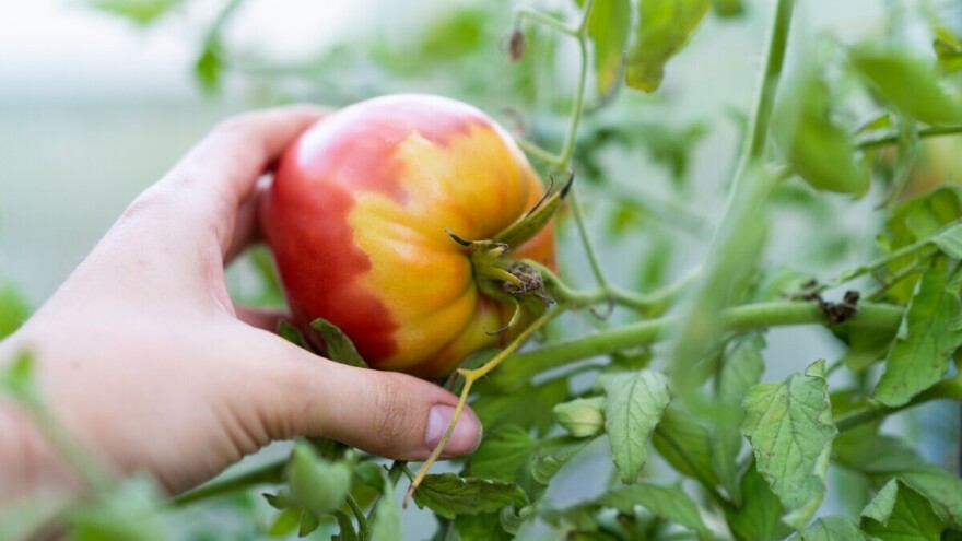 Nepravilno sazrevanje paradajza? Evo šta vam nisu rekli