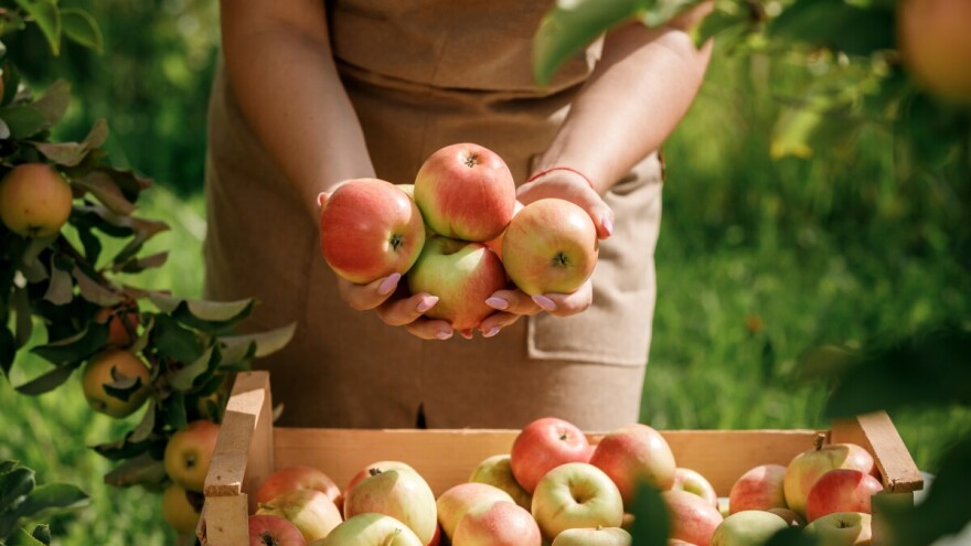 Osnovna i dopunska djelatnost na OPG-u