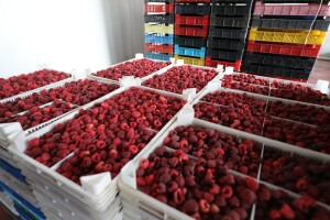 Produžen rok za odobrenje kredita skladištarima maline