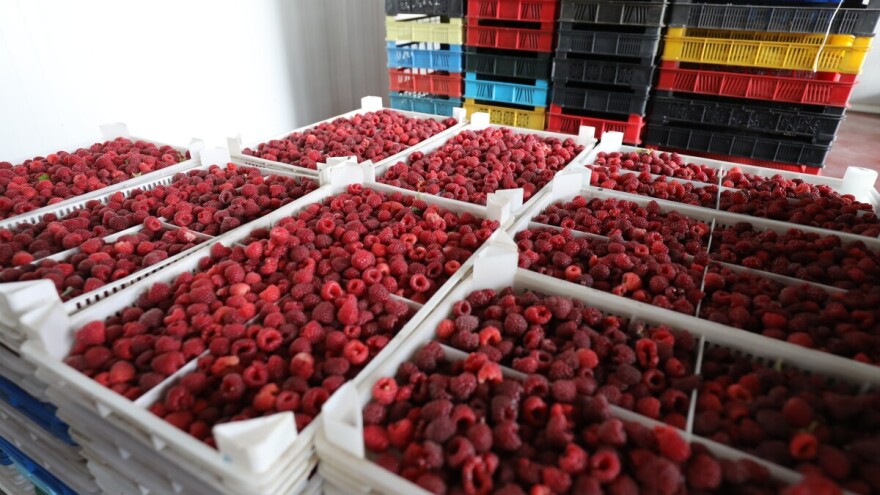 Produžen rok za odobrenje kredita skladištarima maline