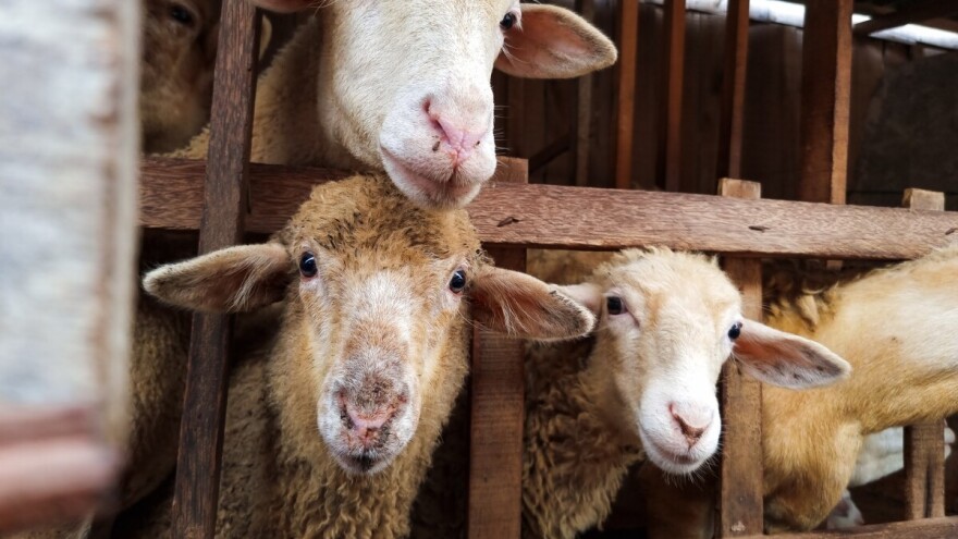 Mjere prevencije nakon pojave kuge malih preživara u susjedstvu: Apel farmerima