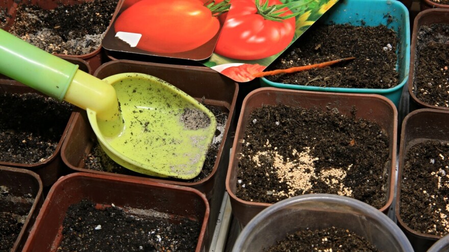 Sjeme rajčice iz vlastitog uzgoja