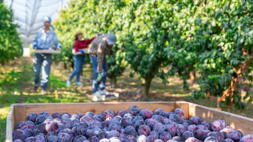 Četvrtinu uvoza šljiva u EU pokriva Moldavija - ko su najveći globalni proizvođači?