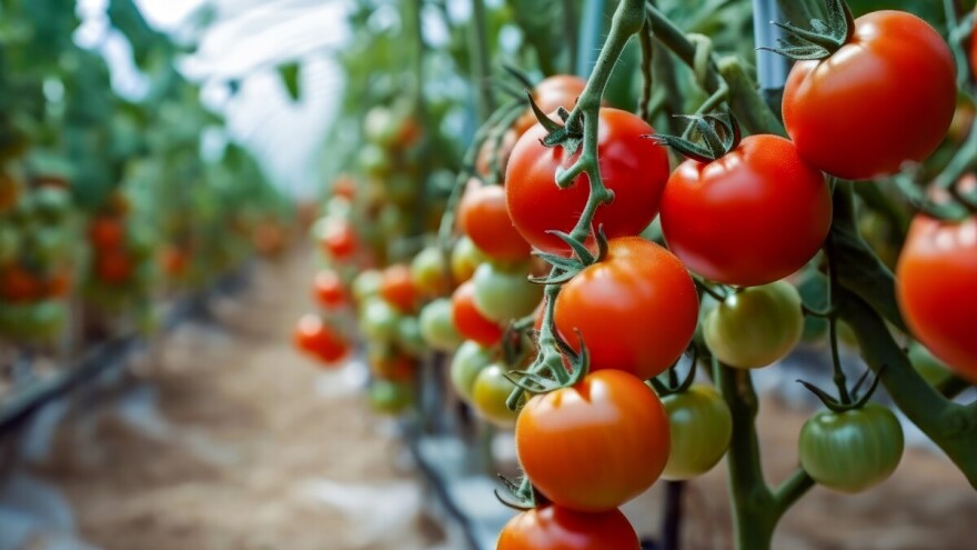 Uzgoj povrća u zaštićenom prostoru