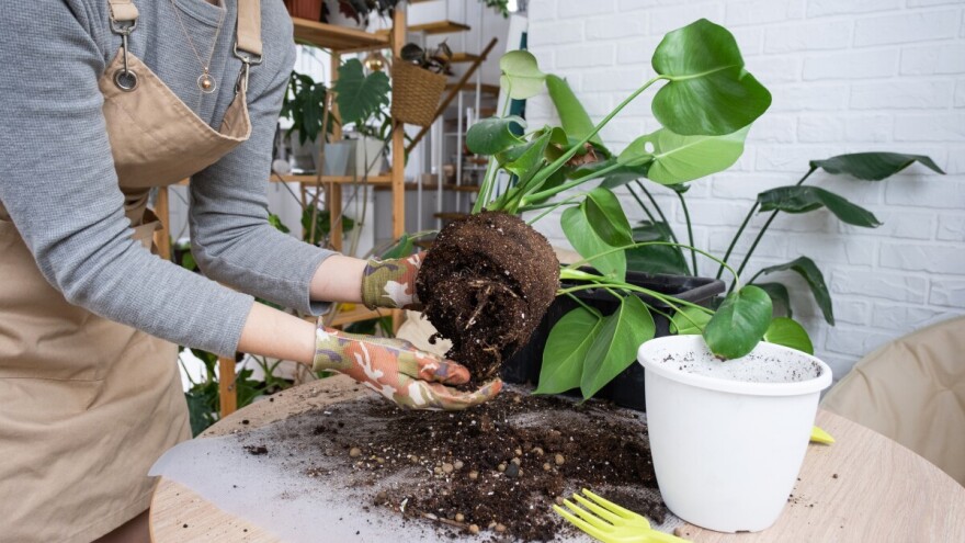 Kako odabrati sobne biljke