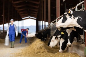 Mljekara prekinula isporuku proizvoda poznatom lancu: Traže pravedne cijene za farmere!