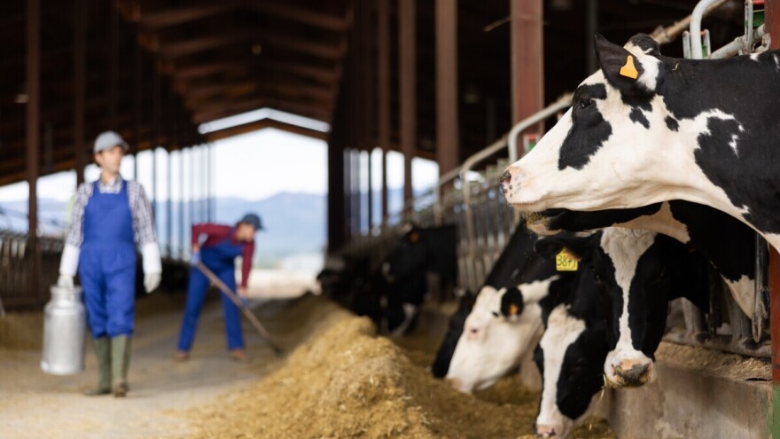 Mlekara prekinula isporuku proizvoda poznatom marketu: Traže pravedne cene za farmere!