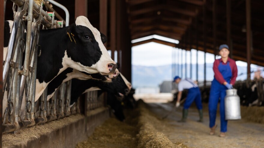Drugo žarište bolesti plavog jezika u Poljskoj, dve države zabranile uvoz goveda