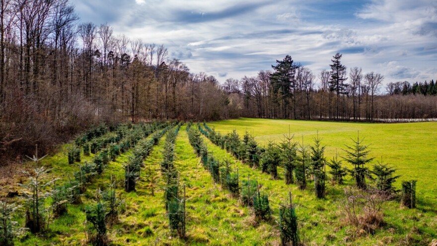 Ministarstvo poljoprivrede: Srbija dobija novih 7.000 hektara šuma