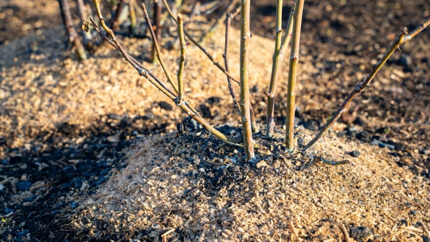 Kako pripremiti i zaštititi ruže za zimu? Evo savjeta za stabilan proljetni rast